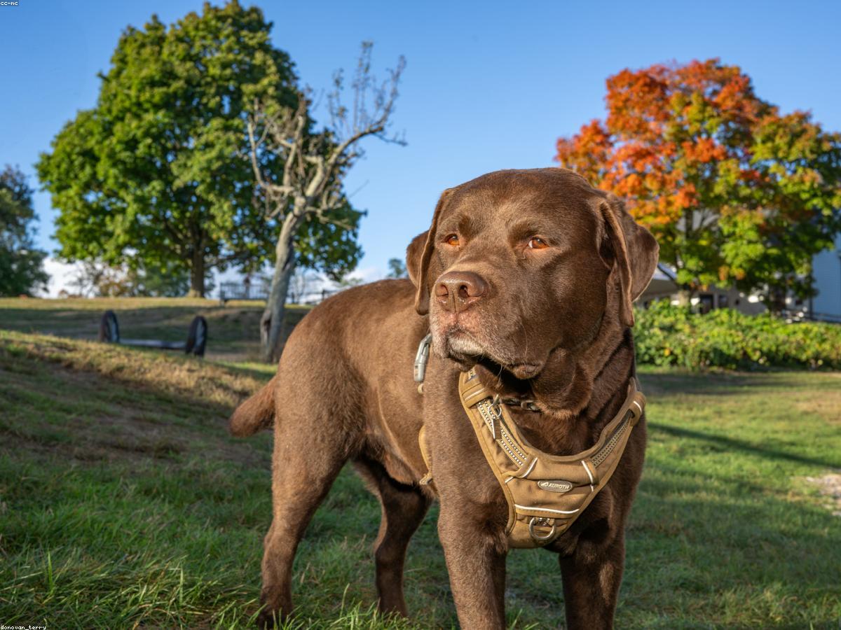 Youth Dog Trial photo
