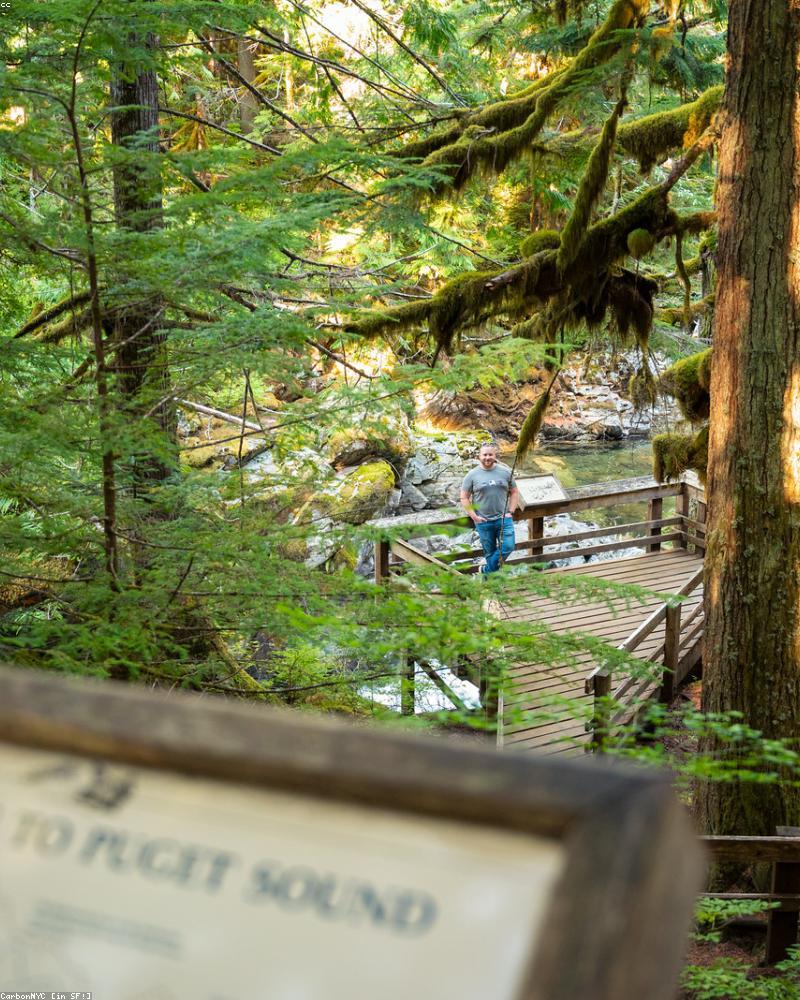 A trail through the woods