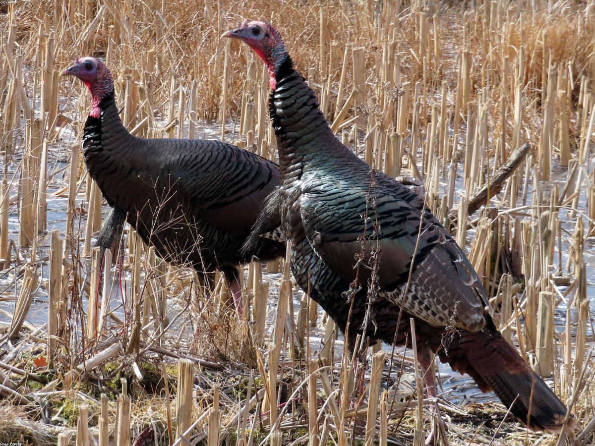 Annual Turkey Shoot photo